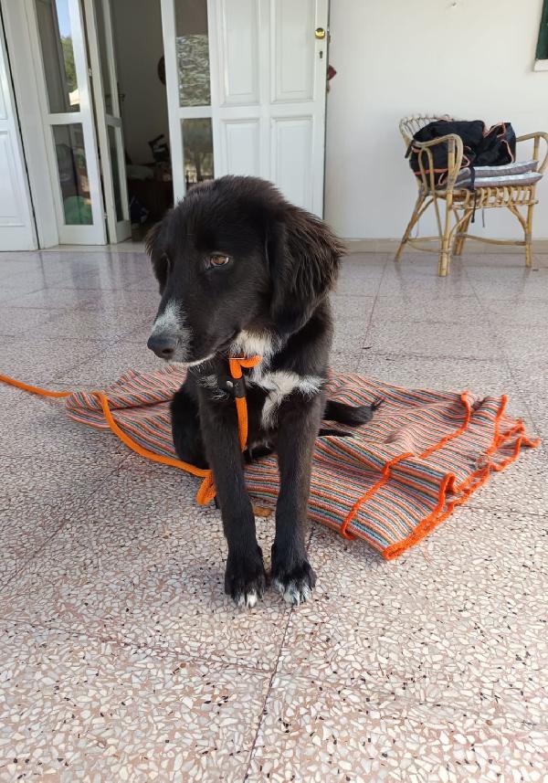 Ingrid cucciola mix Border 5 mesi Foto 4